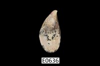 藏品(貽貝)的圖片